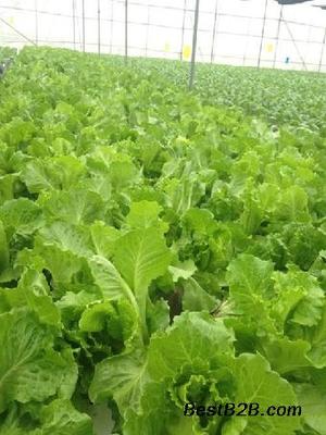 蘿崗無公害蔬菜配送 碧溪餐飲以誠信經(jīng)營守護健康餐桌